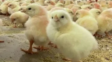 تحديثات الأسعار.. تراجع مفاجئ في تكلفة الكتكوت الأبيض داخل الأسواق المصرية اليوم